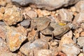 Misleading Stone Grasshopper - Ocnerodes fallaciosus