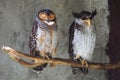 Mismatched pair of owls sit on a perch in the shade next to a wall