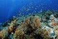 Misool Coral Reef with Schooling Fish Royalty Free Stock Photo