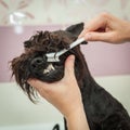 Miss cleans teeth dog observes hygiene