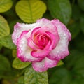 Miss Congeniality Grandiflora Rose Blooming with Morning Dew Royalty Free Stock Photo