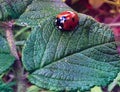 Miss Ladybug