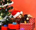 Miss Santa gives small gift to dogs near Christmas tree. Royalty Free Stock Photo