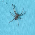 Miss tuffet long legs spider Royalty Free Stock Photo