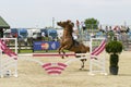 Equitation contest, horse refusing to jump over an obstacle Royalty Free Stock Photo