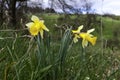 Misselflower or Daffodil meadow in Misselberg in the Rhein Lahn district in Germany. The daffodils grow wild and decorate the