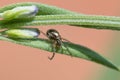 Missing Sector Orb Web Spider (Zygiella x-notata)