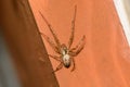 A Missing Sector Spider, Zygiella x-notata, in the UK in August