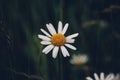 Missing white petals on the oxeye daisy flower represent good luck and bad luck. Leucanthemum vulgare nature`s work of beauty.