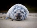 Grey Seal Pup. Halichoerus grypus Royalty Free Stock Photo