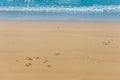 Mission Beach with Small Balls of Sand Bubbler Crab in front of Ocean, Queensland, Australia Royalty Free Stock Photo