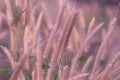 Mission flower or Feather Pennisetum tilting under wind in field, Pink grass flower for romantic love background