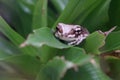 Mission golden-eyed tree frog or amazon milk frog in the jungle Royalty Free Stock Photo