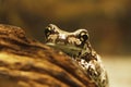 The Mission golden-eyed tree frog or Amazon milk frog Royalty Free Stock Photo