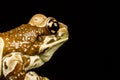 Mission golden-eyed tree frog or Amazon milk frog (Trachycephalus resinifictrix) Royalty Free Stock Photo