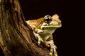 Mission golden-eyed tree frog or Amazon milk frog (Trachycephalus resinifictrix) Royalty Free Stock Photo