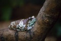 Mission golden-eyed tree frog or Amazon milk frog, Trachycephalus or phrynohyas resinifictrix Royalty Free Stock Photo