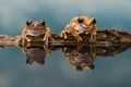 Two Amazon milk frogs