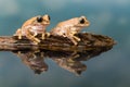 Two Mission golden-eyed tree frogs Royalty Free Stock Photo