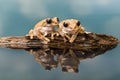 Two Amazon milk frogs reflected in water Royalty Free Stock Photo