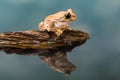 Mission golden-eyed tree frog with reflection Royalty Free Stock Photo