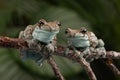Mission Golden-eyed Tree Frogs, Trachycephalus resinifictrix