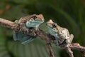 Mission Golden-eyed Tree Frogs, Trachycephalus resinifictrix