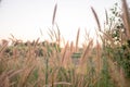 Mission Grass,Feather Pennisetum,Thin Napier Grass or Poaceae Grass Flowers on sunset light and orange clouds background Royalty Free Stock Photo