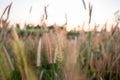 Mission Grass,Feather Pennisetum,Thin Napier Grass or Poaceae Grass Flowers on sunset light and orange clouds background Royalty Free Stock Photo