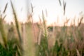 Mission Grass,Feather Pennisetum,Thin Napier Grass or Poaceae Grass Flowers on sunset light and orange clouds background Royalty Free Stock Photo