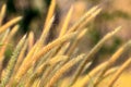 Mission grass or Feather pennisetum tilting under the wind in field, Yellow tone natural background