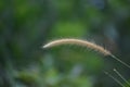 mission grass flower isolated