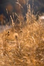 Mission grass flower or grass meadow sunset