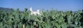 Mission San Xavier del Bac