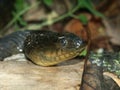 Mississippi Green Watersnake (Nerodia cyclopion)