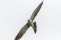 Mississippi Kite Royalty Free Stock Photo