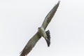 Mississippi Kite