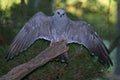 Mississippi Kite