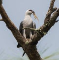 Mississippi kite bird - Ictinia mississippiensis - with brown Cuban anole lizard - Anolis sagrei - dangling from beak with bright