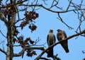 Mississippi kite feeding its young