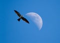 Mississippi Kite and Half Moon