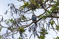 Mississippi Kite (Ictinia mississippiensis) in Costa Rica