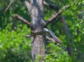 mississippi kite - ictinia mississippiensis in flight flying and soaring in front of forest trees background with wings down and