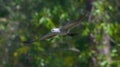 mississippi kite - ictinia mississippiensis flying and soaring in front of forest background, angle view of wings head feather and