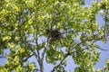 Mississippi Kite in Its Nest