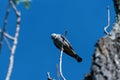 Mississippi Kite Looking Down From Its Treetop Perch