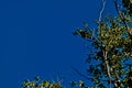 Mississippi Kite Perched In Elm Tree.