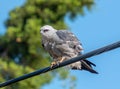 Mississippi Kite Perched on Wire in Kansas