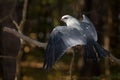 Mississippi Kite