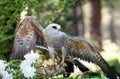 Mississippi Kite Raptor